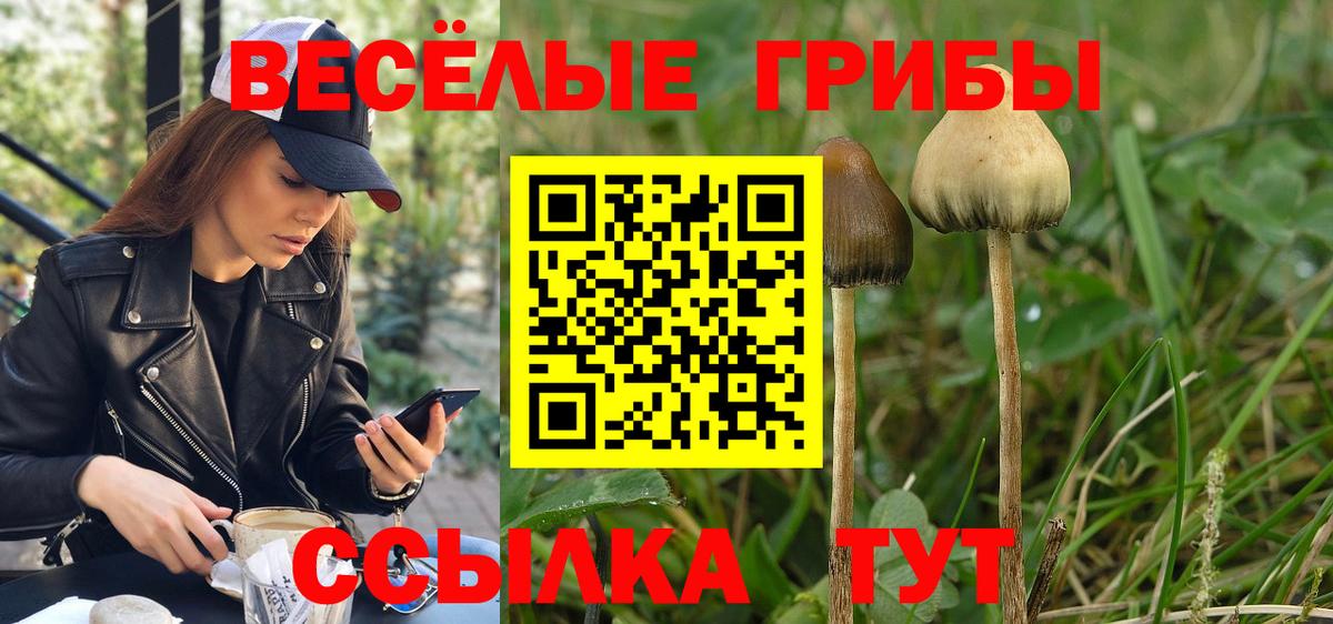 Псилоцибиновые грибы мицелий Жуковский